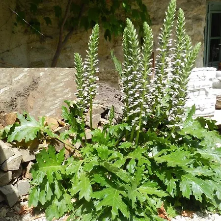 Les Acanthes * Lauris